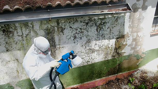Trusted Mold Inspection service in Wellington, FL - Cheap Mold Removal